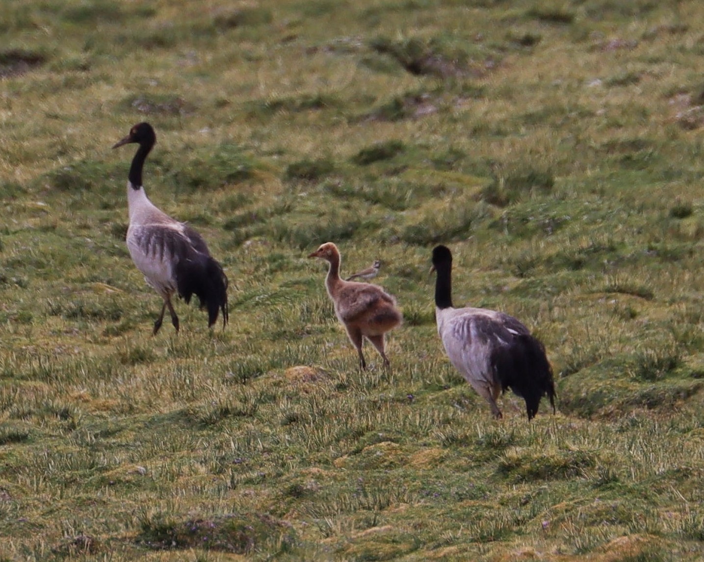 Black-necked Crane Juvenile