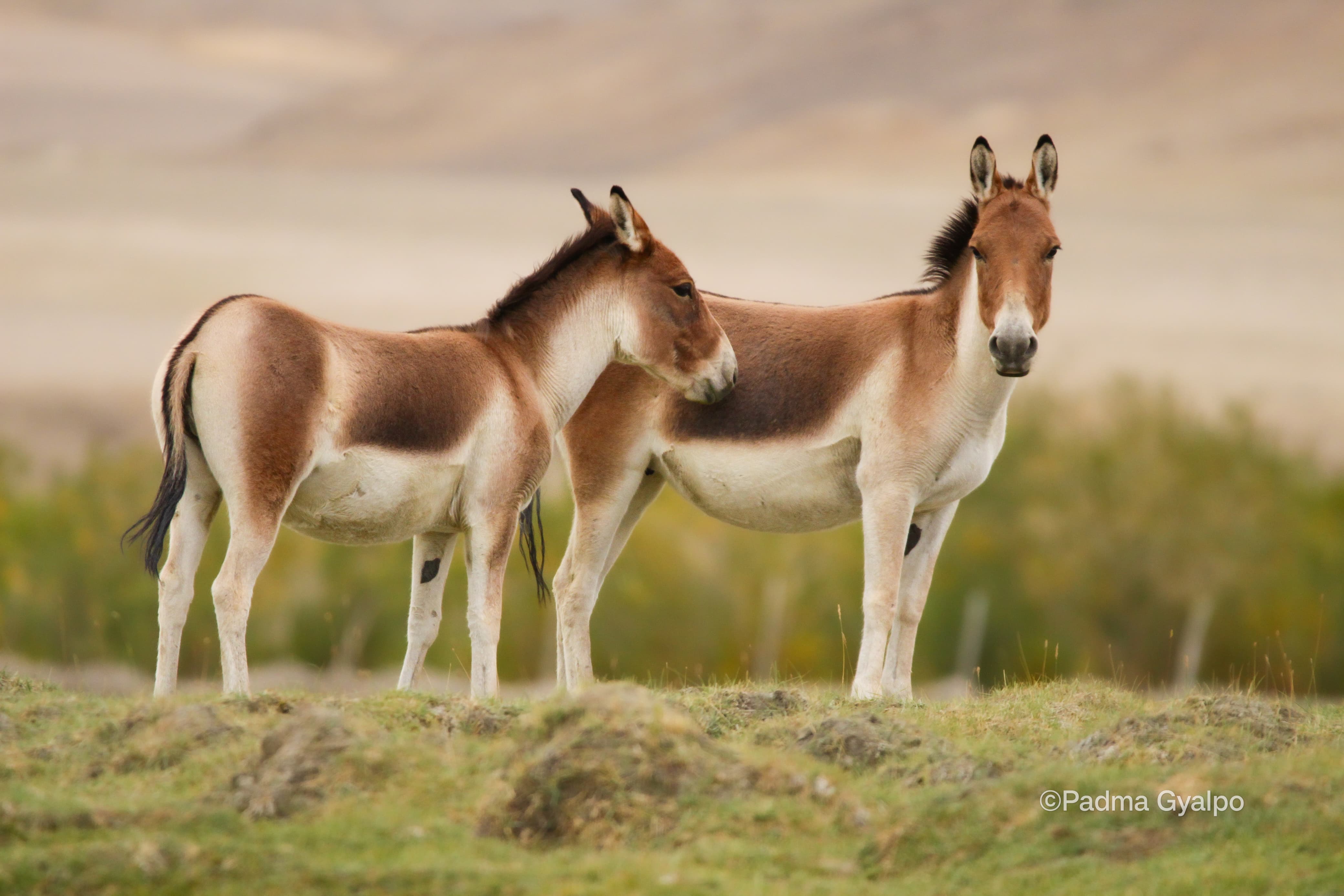 Kiang Wild Ass